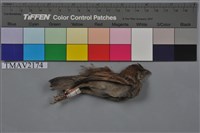 藏品(麻雀)的圖片